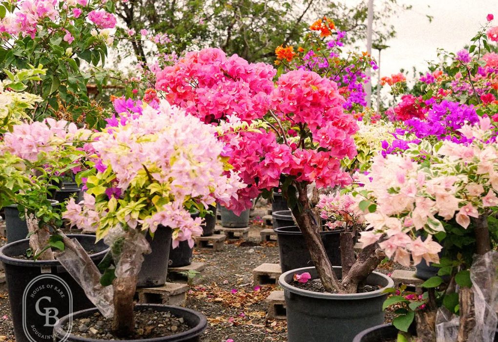 Bougainvillea: The Colorful Climber of the Tropics