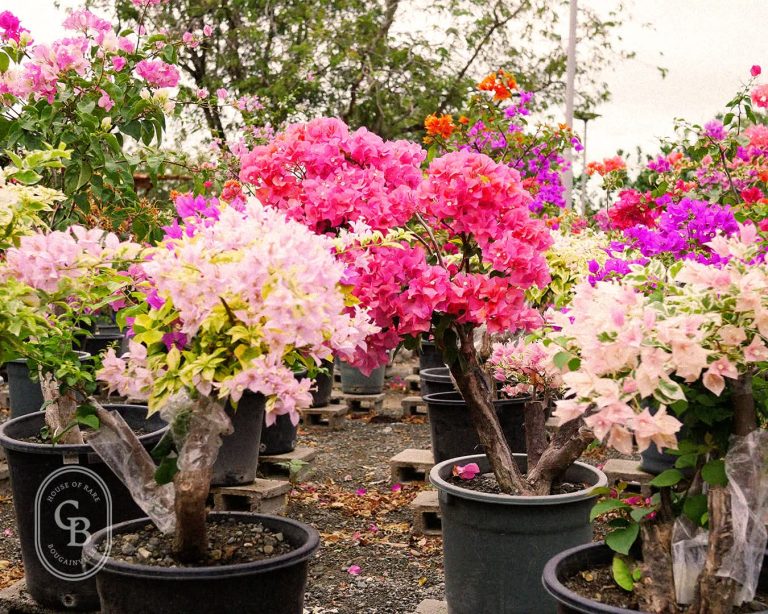 Bougainvillea: The Colorful Climber of the Tropics