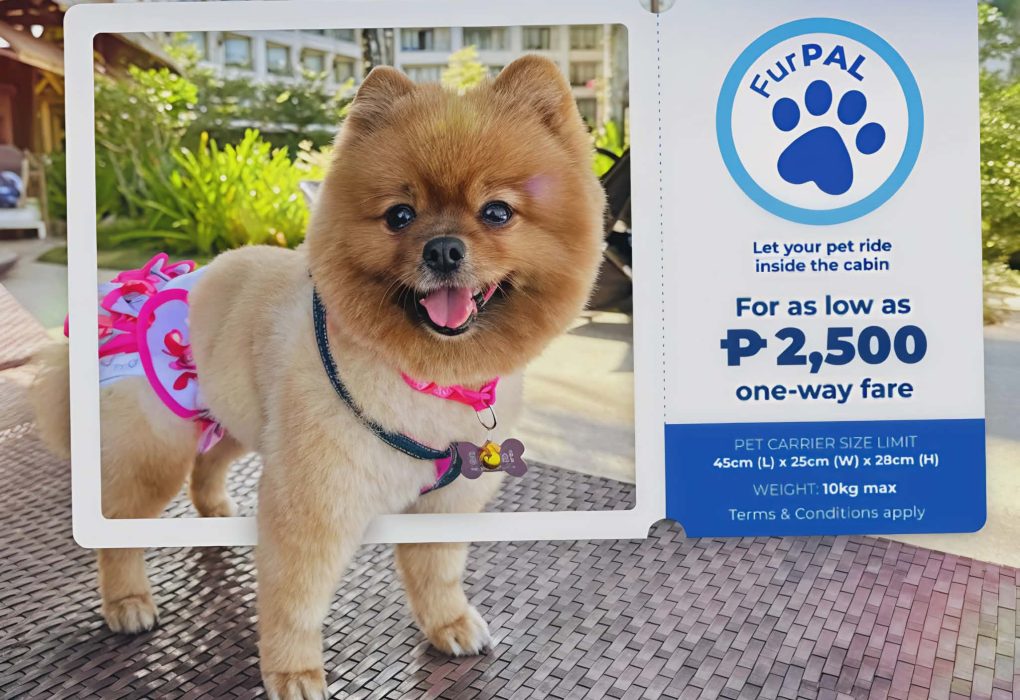 Philippine Airlines Launches FurPAL: Pets Fly In-Cabin on All Domestic Routes