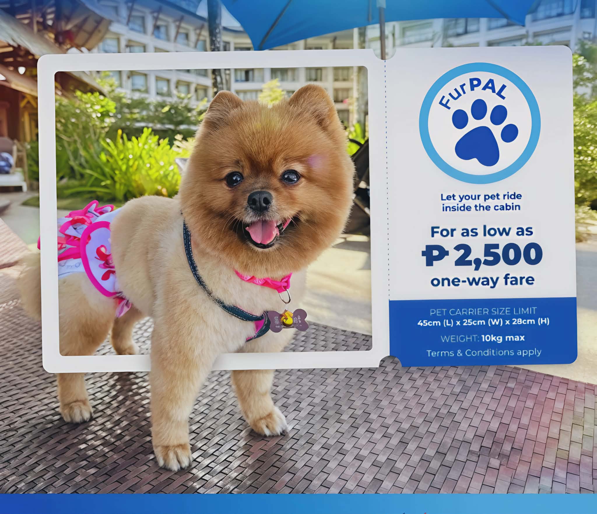 Philippine Airlines Launches FurPAL: Pets Fly In-Cabin on All Domestic Routes